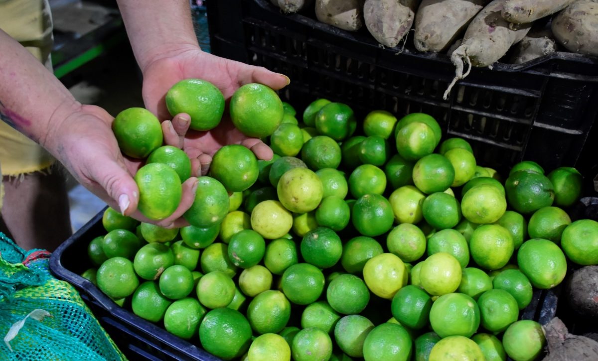 La escasez de limón en esta parte del año se debe al frío o bajas temperaturas, que afectan la floración y fecundación del fruto