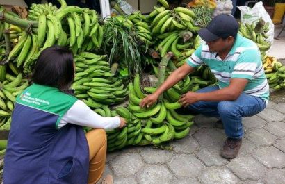 La escasez de plátano en Santo Domingo genera preocupación en productores y comerciantes por el alza de precios y la baja oferta en los mercados.
