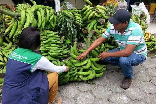 La escasez de plátano en Santo Domingo genera preocupación en productores y comerciantes por el alza de precios y la baja oferta en los mercados.