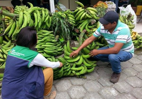 La escasez de plátano en Santo Domingo genera preocupación en productores y comerciantes por el alza de precios y la baja oferta en los mercados.
