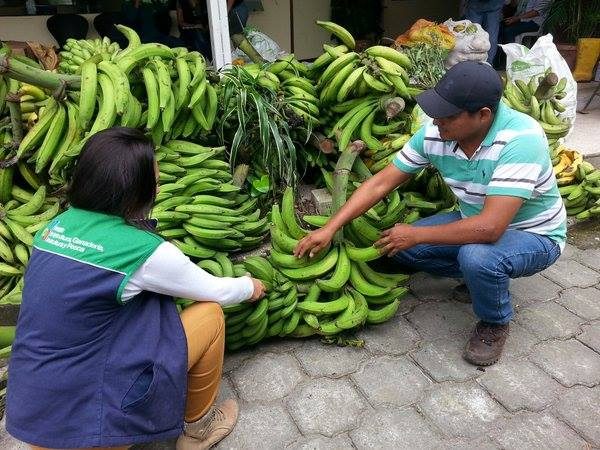 La escasez de plátano en Santo Domingo genera preocupación en productores y comerciantes por el alza de precios y la baja oferta en los mercados.