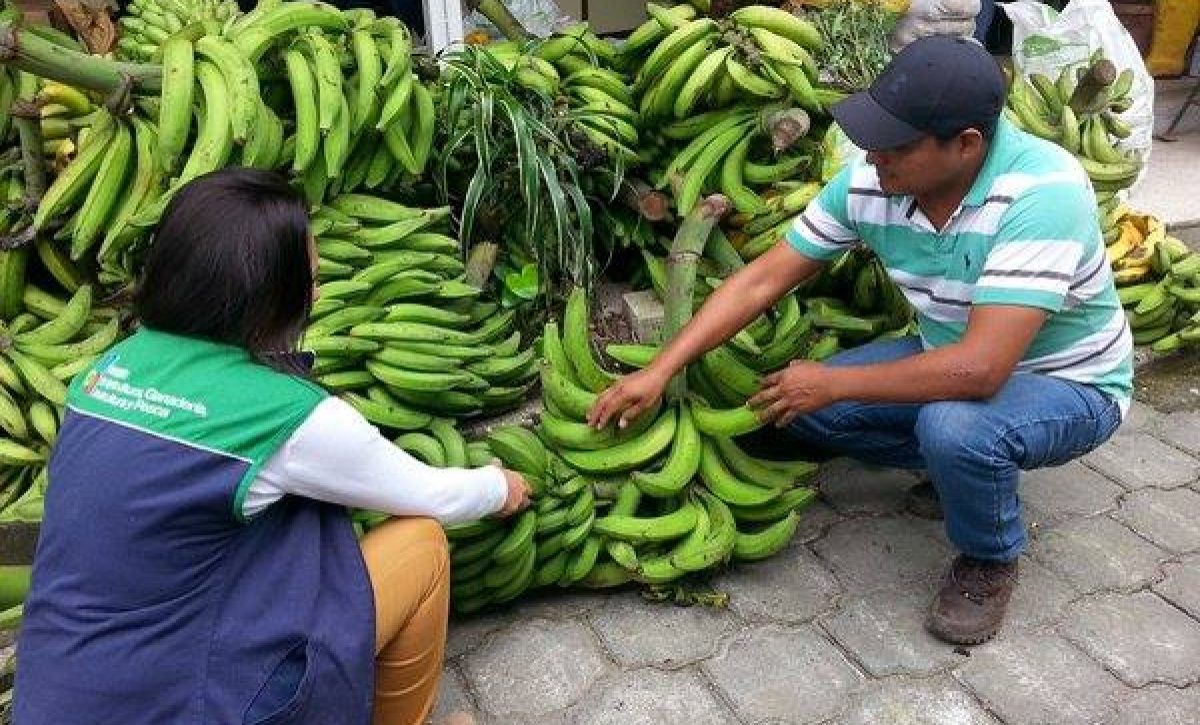 La escasez de plátano en Santo Domingo genera preocupación en productores y comerciantes por el alza de precios y la baja oferta en los mercados.