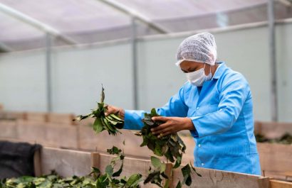 La guayusa ya cuenta oficialmente con subpartida arancelaria para llegar a mercados internacionales. (MAG).