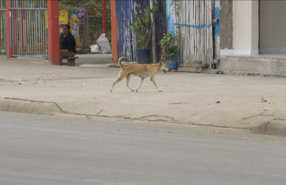 La mayoría de los casos corresponde a perros callejeros atropellados
