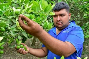 La producción de limón en la provincia de Manabí en gran medida cubre el mercado interno. FOTO: El Diario