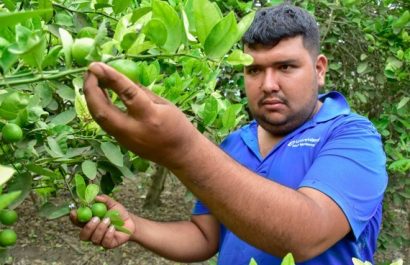 La producción de limón en la provincia de Manabí en gran medida cubre el mercado interno. FOTO: El Diario