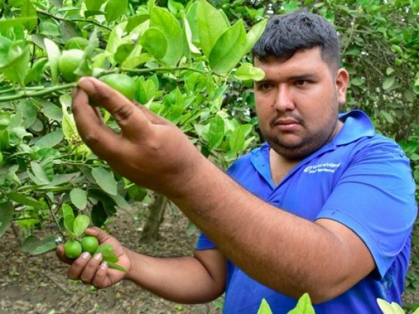 La producción de limón en la provincia de Manabí en gran medida cubre el mercado interno. FOTO: El Diario