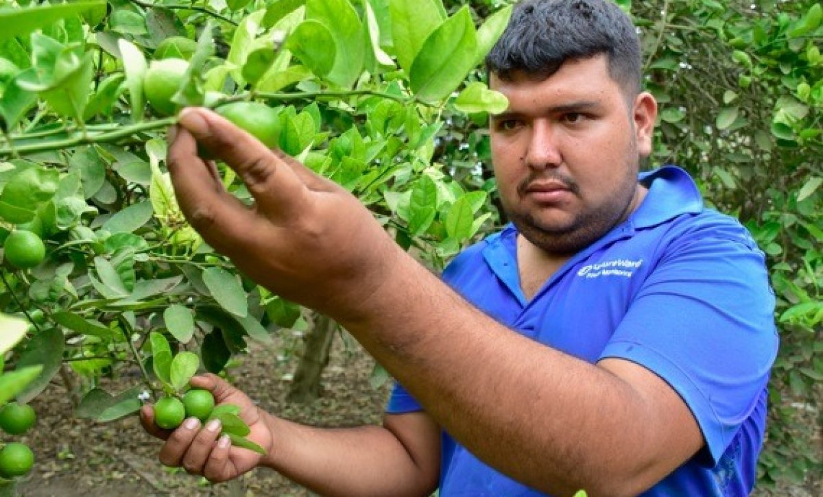 La producción de limón en la provincia de Manabí en gran medida cubre el mercado interno. FOTO: El Diario