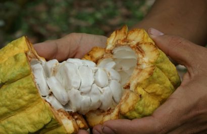 La provincia de Los Ríos es la mayor productora de cacao a nivel nacional, aporta con 122 mil 716 toneladas métricas al año. (Ministerio de Agricultura).