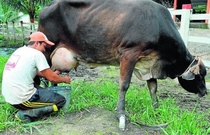 La región Sierra genera el 77,6% del total nacional de leche, mientras que la Costa produce el 18,6%
