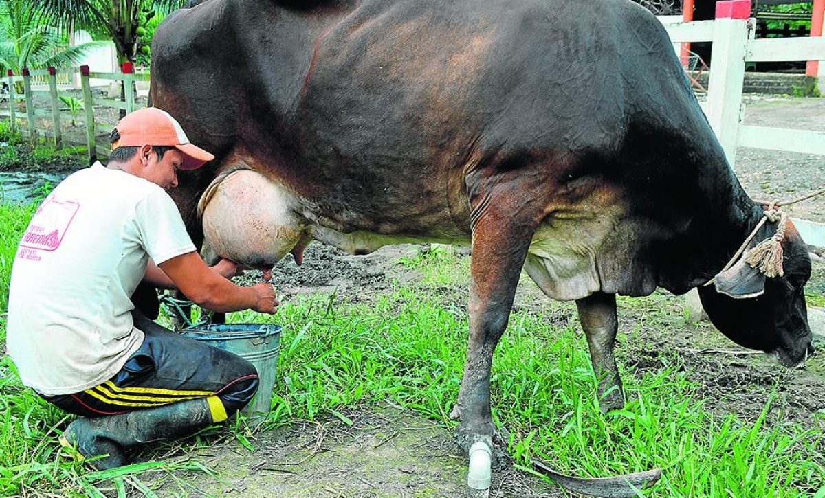 La región Sierra genera el 77,6% del total nacional de leche, mientras que la Costa produce el 18,6%