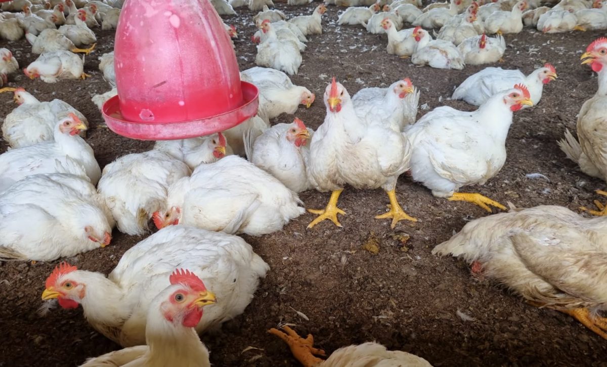 La sobreoferta de pollo afecta los precios en Santo Domingo tras la Semana Santa y el retorno a clases