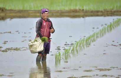La tecnificación impulsa la economía maicera y abre oportunidades en Manabí