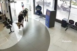 Una vaca ingresó a la oficina de la empresa de internet en Loja, Ecuador, sorprendiendo a empleados que se encontraban de guardia