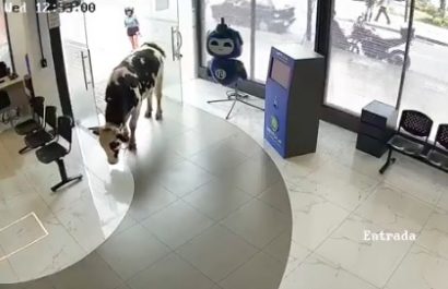 Una vaca ingresó a la oficina de la empresa de internet en Loja, Ecuador, sorprendiendo a empleados que se encontraban de guardia