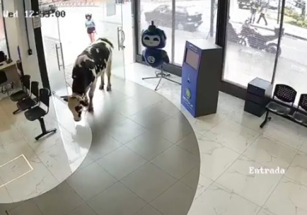 Una vaca ingresó a la oficina de la empresa de internet en Loja, Ecuador, sorprendiendo a empleados que se encontraban de guardia