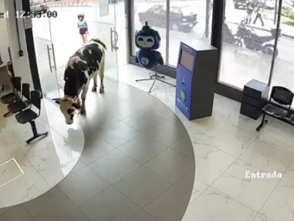 Una vaca ingresó a la oficina de la empresa de internet en Loja, Ecuador, sorprendiendo a empleados que se encontraban de guardia