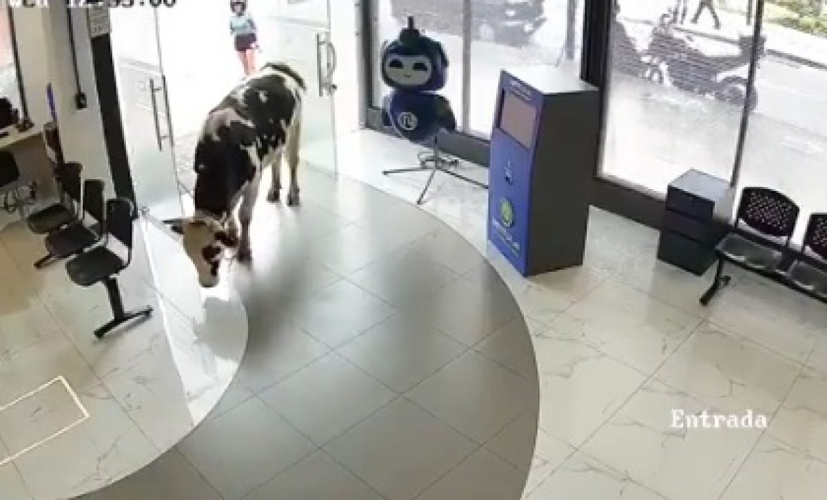 Una vaca ingresó a la oficina de la empresa de internet en Loja, Ecuador, sorprendiendo a empleados que se encontraban de guardia