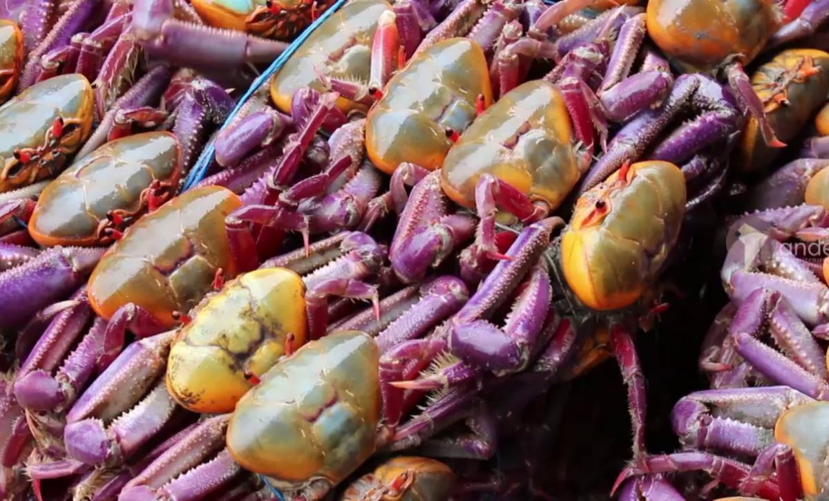 La veda de cangrejo rojo y azul finaliza este 15 de septiembre en Ecuador