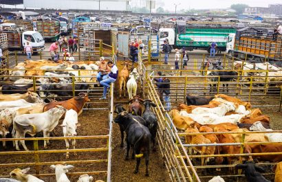 Las razas Angus, Brahman y Hereford lideran la ganadería sudamericana