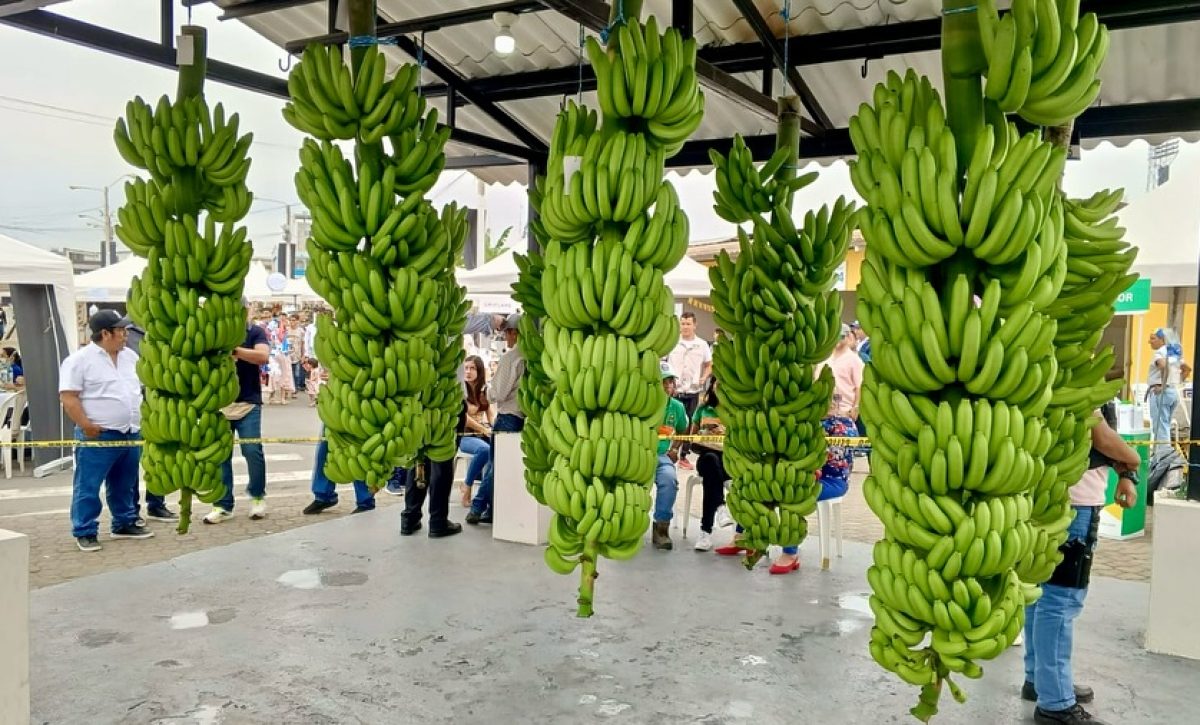 Los Ríos consolida su posición como principal productora de banano, con casi el 40% del total nacional