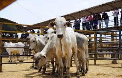 Los datos muestran que el sector lechero es una de las ramas más importantes del agro ecuatoriano, aunque con marcadas brechas de productividad.