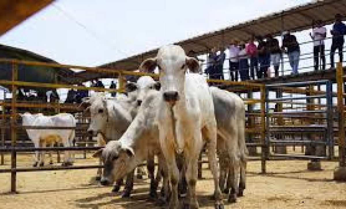 Los datos muestran que el sector lechero es una de las ramas más importantes del agro ecuatoriano, aunque con marcadas brechas de productividad.