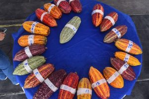 Los establecimientos en Santo Domingo de los Tsáchilas impulsan la economía local.Fincas cacaoteras figuran entre las relevantes.