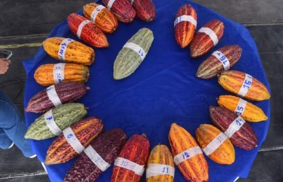Los establecimientos en Santo Domingo de los Tsáchilas impulsan la economía local.Fincas cacaoteras figuran entre las relevantes.