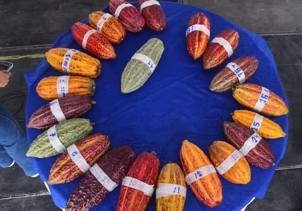 Los establecimientos en Santo Domingo de los Tsáchilas impulsan la economía local.Fincas cacaoteras figuran entre las relevantes.