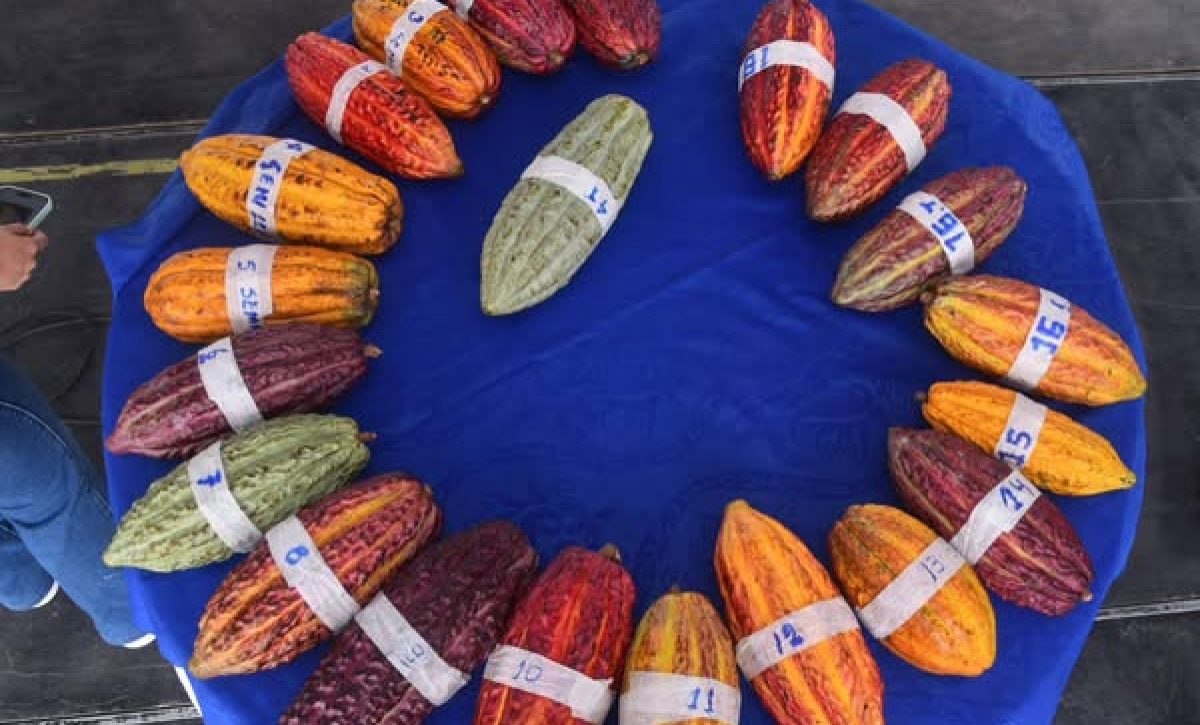 Los establecimientos en Santo Domingo de los Tsáchilas impulsan la economía local.Fincas cacaoteras figuran entre las relevantes.