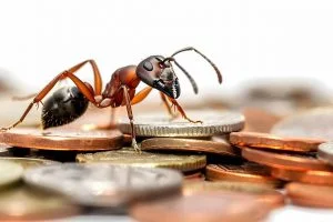 Los gastos hormigas representan una pérdida anual de cientos de dólares.