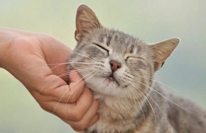 Los gatos reconocen a sus dueños gracias a su olor, según estudio