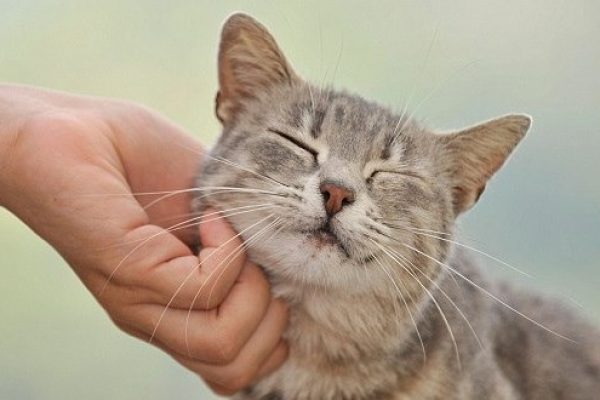 Los gatos reconocen a sus dueños gracias a su olor, según estudio