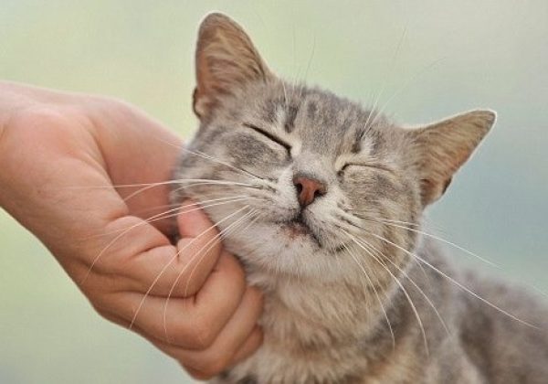 Los gatos reconocen a sus dueños gracias a su olor, según estudio