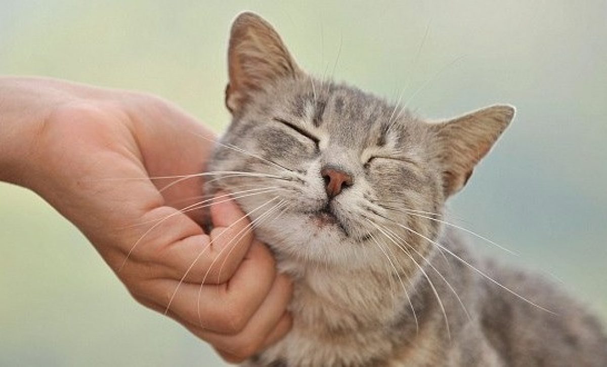 Los gatos reconocen a sus dueños gracias a su olor, según estudio