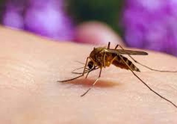 Los mosquitos eligen a sus víctimas según su tipo de sangre