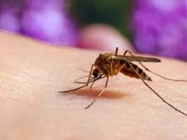 Los mosquitos eligen a sus víctimas según su tipo de sangre