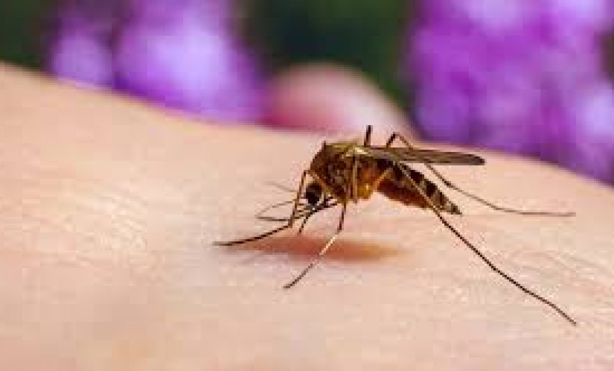 Los mosquitos eligen a sus víctimas según su tipo de sangre
