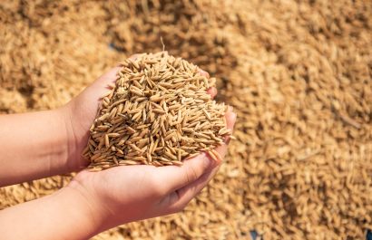 MAGP anuncia compra de 24.000 toneladas de arroz cáscara para apoyar a pequeños productores de Guayas y Los Ríos.