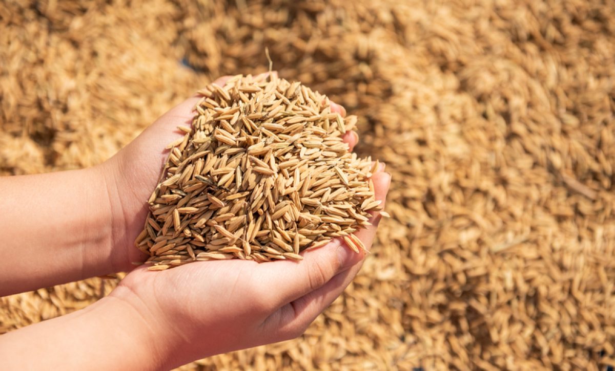 MAGP anuncia compra de 24.000 toneladas de arroz cáscara para apoyar a pequeños productores de Guayas y Los Ríos.