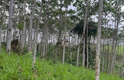 MAGP invierte más de 457 mil en incentivos económicos para productores forestales