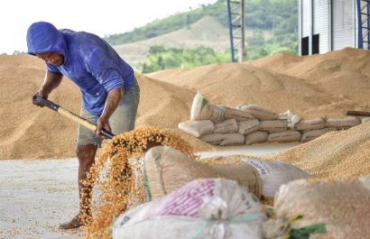 Foto/Archivo: Manabí es la segunda provincia que más produce maíz, detrás de Los Ríos