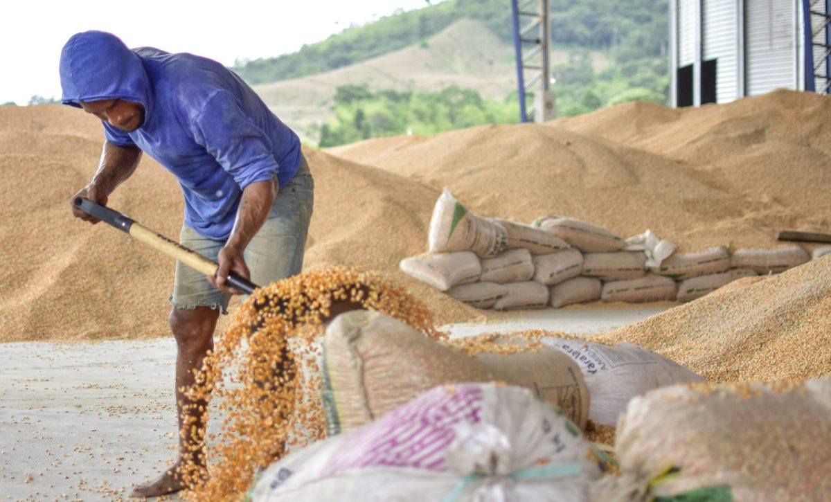 Foto/Archivo: Manabí es la segunda provincia que más produce maíz, detrás de Los Ríos