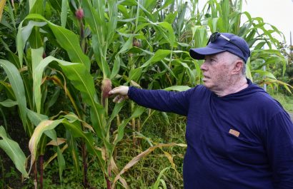 Jorge Macías, agricultor de Portoviejo, asegura que las dos hectáreas de maíz que sembró, han cosechado.