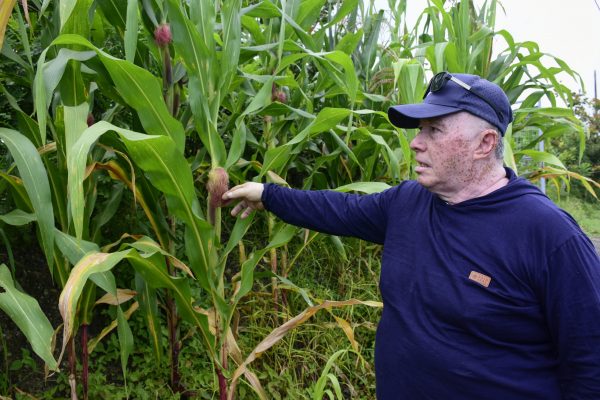 Jorge Macías, agricultor de Portoviejo, asegura que las dos hectáreas de maíz que sembró, han cosechado.
