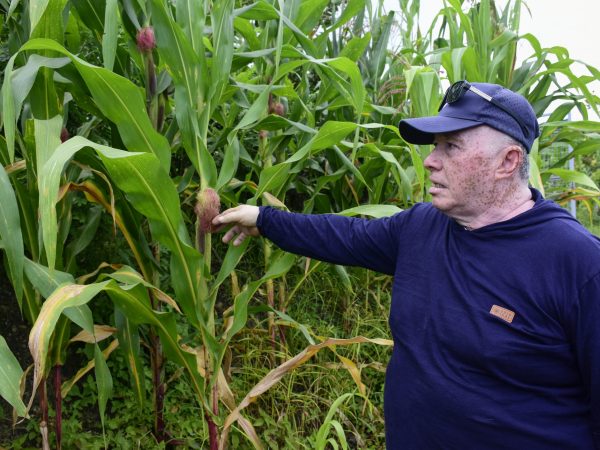 Jorge Macías, agricultor de Portoviejo, asegura que las dos hectáreas de maíz que sembró, han cosechado.
