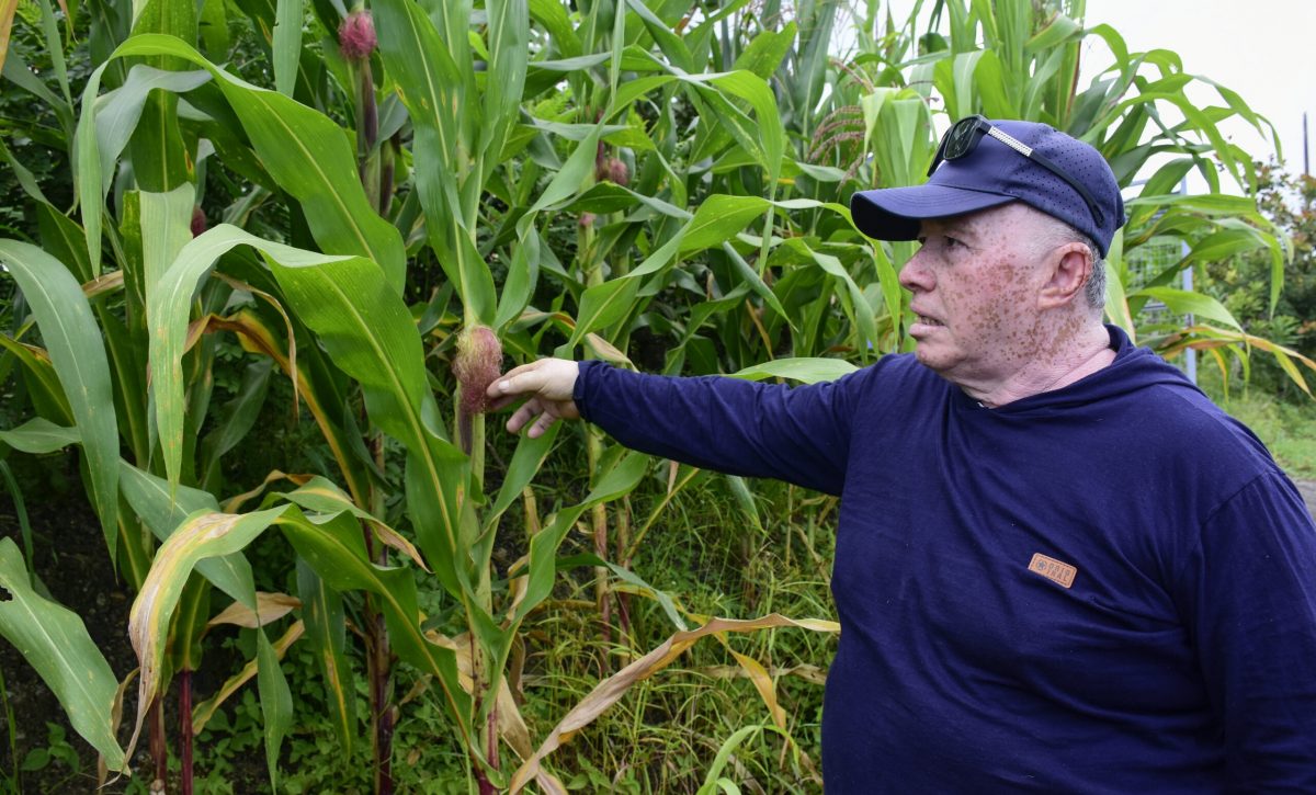 Jorge Macías, agricultor de Portoviejo, asegura que las dos hectáreas de maíz que sembró, han cosechado.