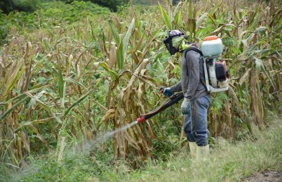 Hay agricultores que realizan la fumigación para la maleza y poder recoger la cosecha de maíz.