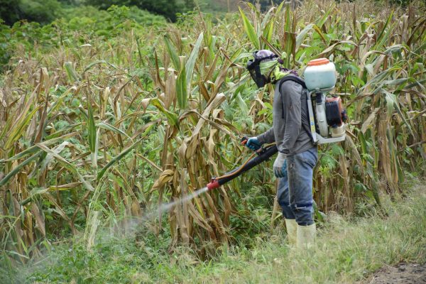 Hay agricultores que realizan la fumigación para la maleza y poder recoger la cosecha de maíz.